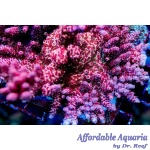 Acropora - Martian Sunrise