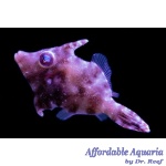 Matted Filefish (Aiptasia Eating) Captive Bred 1.5″+