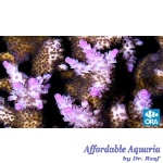 Acropora - Miami Orchid