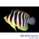Multibar Angelfish (Captive Bred)