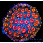 Cyphastrea - Mystify