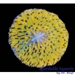 Fungia - Orange Plate