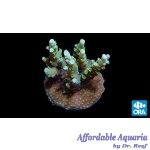 Acropora - Orchid Berry