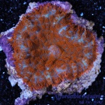 Pacific Dawn Mushroom (Per Polyp)