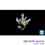 Acropora - Pearlberry