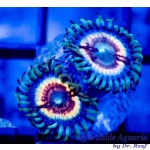 Zoanthid - Petroglyph