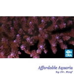 Acropora - Plum Crazy