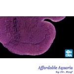 Montipora - Purple Cap