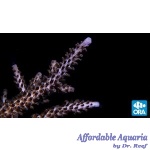 Acropora - Purple Stag (Indo)
