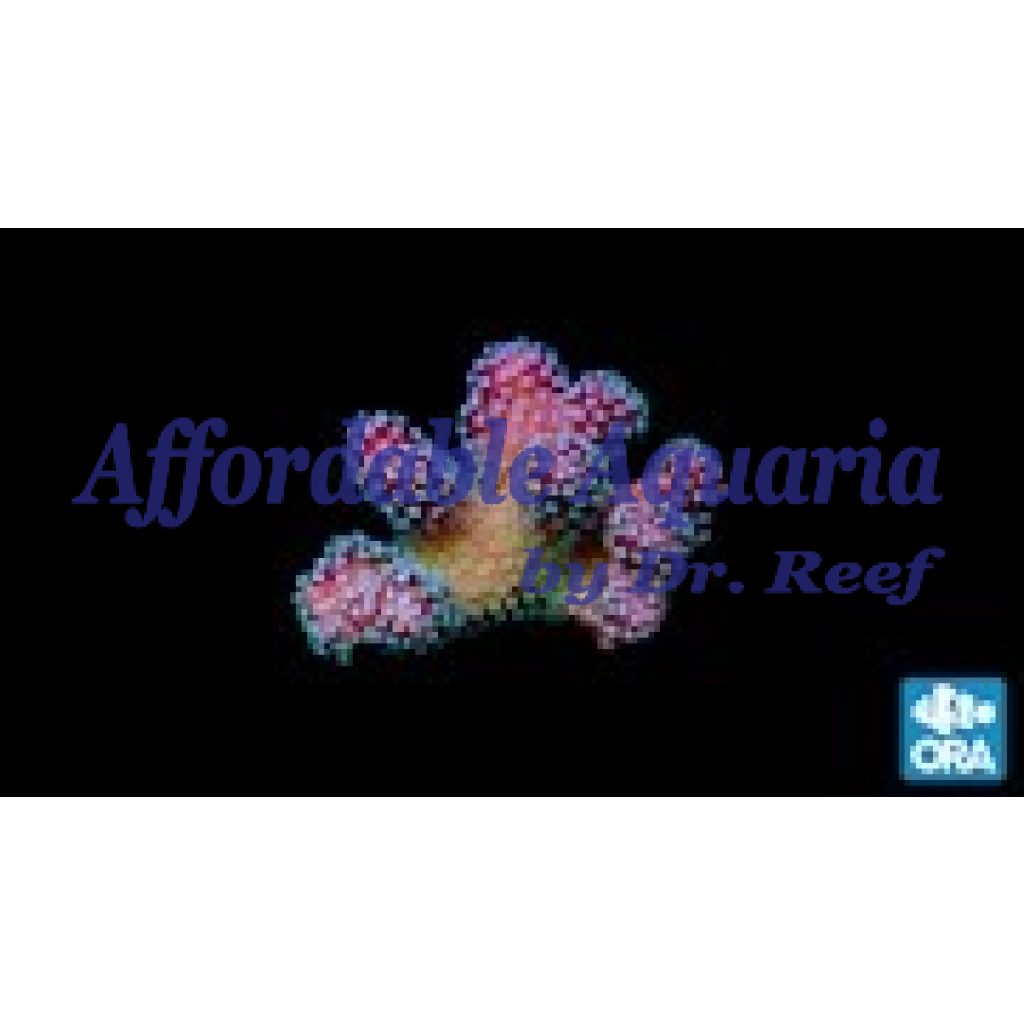 Stylophora - Rainbow | Affordable Aquaria