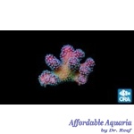 Stylophora - Rainbow