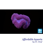 Lobophyllia - Red Brain Coral