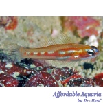 Red-Lined Nano Goby (Captive Bred)
