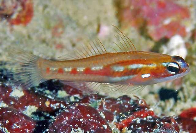redlinednanogobycb2 Red-Lined Nano Goby (Captive Bred) - Image 1
