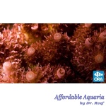 Acropora - Red Planet