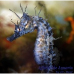 Saddled Erectus Seahorse (Captive Bred)