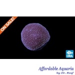 Porites - Sand Dollar