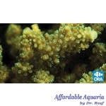 Acropora - Scripps Green