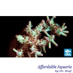 Acropora - Shortcake