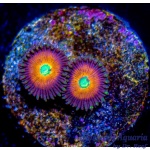 Zoanthid - Smashing Pumpkins (4+ Polyps)
