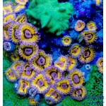 Zoanthid - Stratocaster (Per Polyp)