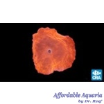 Mushroom - Super Orange (Per Polyp)