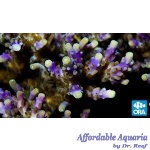 Acropora - Tri-Color Valida