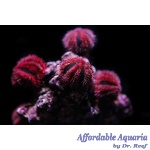Tuxedo Urchin (Captive Bred)