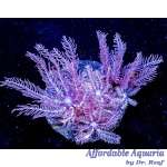 Anthelia - Waving Hand