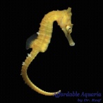 White’s Seahorse (Captive Bred)