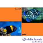 Asfur Angelfish (Red Sea)