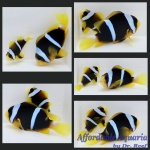 Black Clarkii Bonded Pair