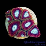 Favia - Darwin Ultra