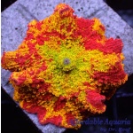 Mushroom – Jawbreaker