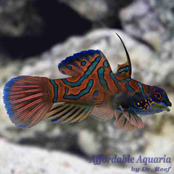 Mandarin - Red (Wild Caught) - Image 2