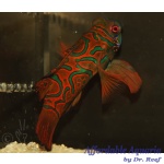 Red Mandarin (Wild Caught)