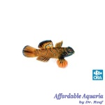 Red Mandarin (Captive Bred)