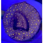 Lepto - Starry Night