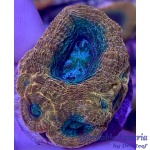 Bowerbanki - Treasure Chest