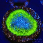 Psammacora - Blueberry Haze