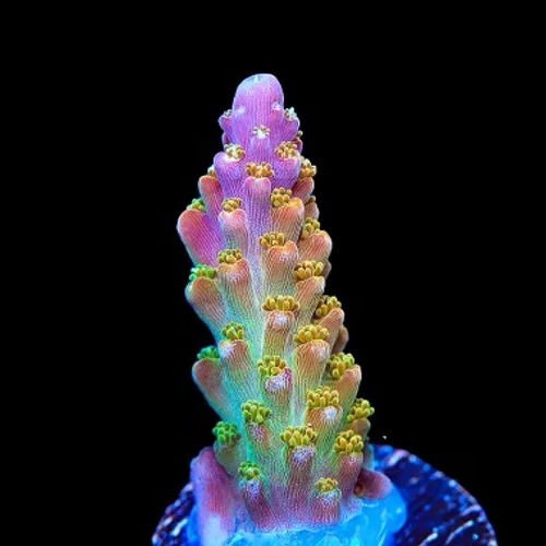 Acropora Bubble Bath Affordable Aquaria