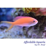 Carberryi Anthias