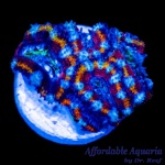 Acan - Lord Pin Wheel