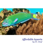 Lunare Wrasse