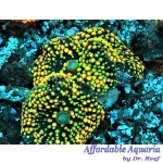Ricordea Orange/Yellow Super (Per Polyp)