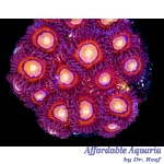 Zoanthid - Halo Monster (4+ Polyps)