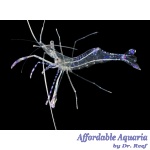 Pederson Cleaner Shrimp