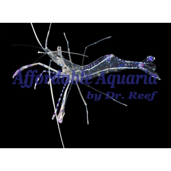 Pederson Cleaner Shrimp - Image 1