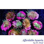 Leather - Green Toadstool