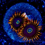 Zoanthid – Rainbow Hornet (4+ Polyps)